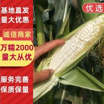 河北邯郸鲜玉米，万糯2000大量上市！全国质量保证