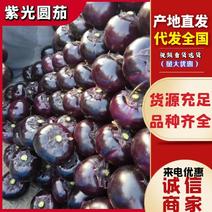 邯郸紫光圆茄0.5斤起，量大质优，全国量大