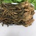 四川巴中优质盐菜，好吃不贵品质保障大量供应可视频看货