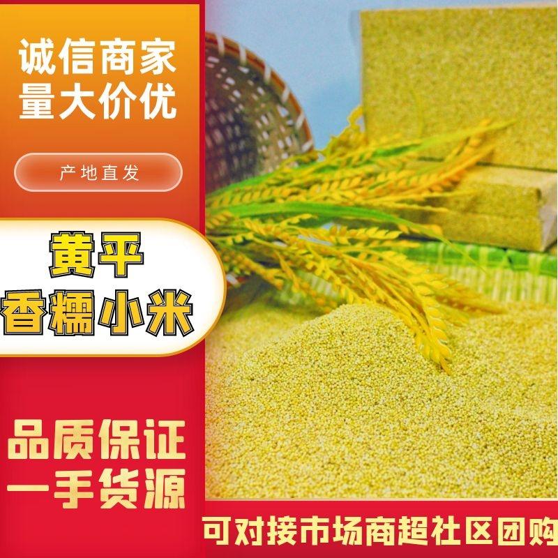 贵州黄平糯小米货源充足，产地直发，品质好对接各大商超