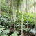 广西蒙山砂仁苗药材种苗，源地苗种1-2年苗，品质保证