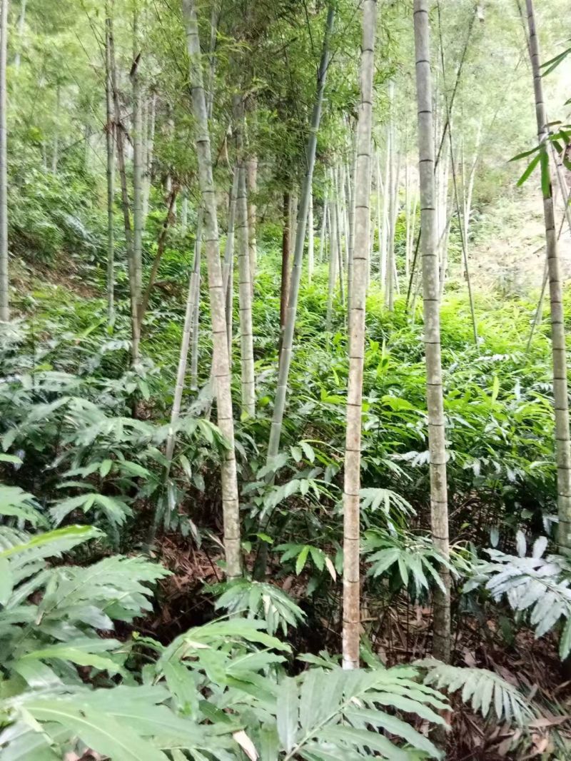 广西蒙山砂仁苗药材种苗，源地苗种1-2年苗，品质保证