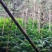 广西蒙山砂仁苗药材种苗，源地苗种1-2年苗，品质保证