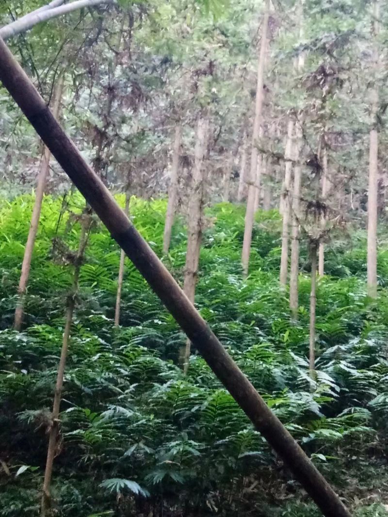广西蒙山砂仁苗药材种苗，源地苗种1-2年苗，品质保证