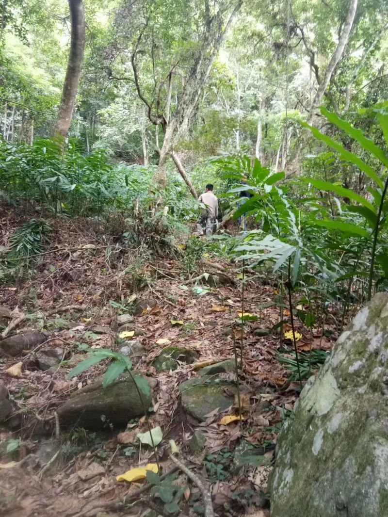 广西蒙山砂仁苗药材种苗，源地苗种1-2年苗，品质保证