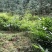 广西蒙山砂仁苗药材种苗，源地苗种1-2年苗，品质保证