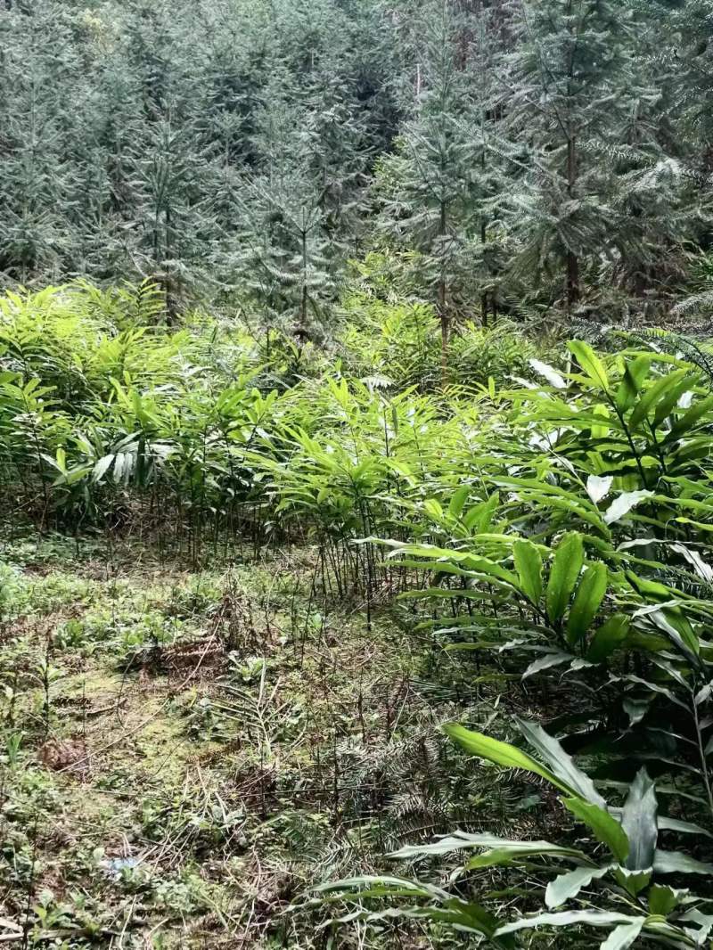 广西蒙山砂仁苗药材种苗，源地苗种1-2年苗，品质保证