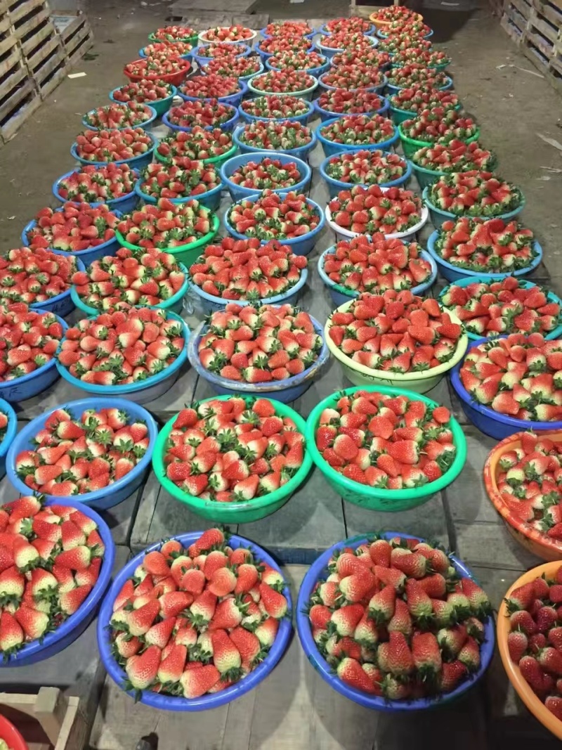 香野草莓，精品大量供应，产地一手货源，支持视频看果
