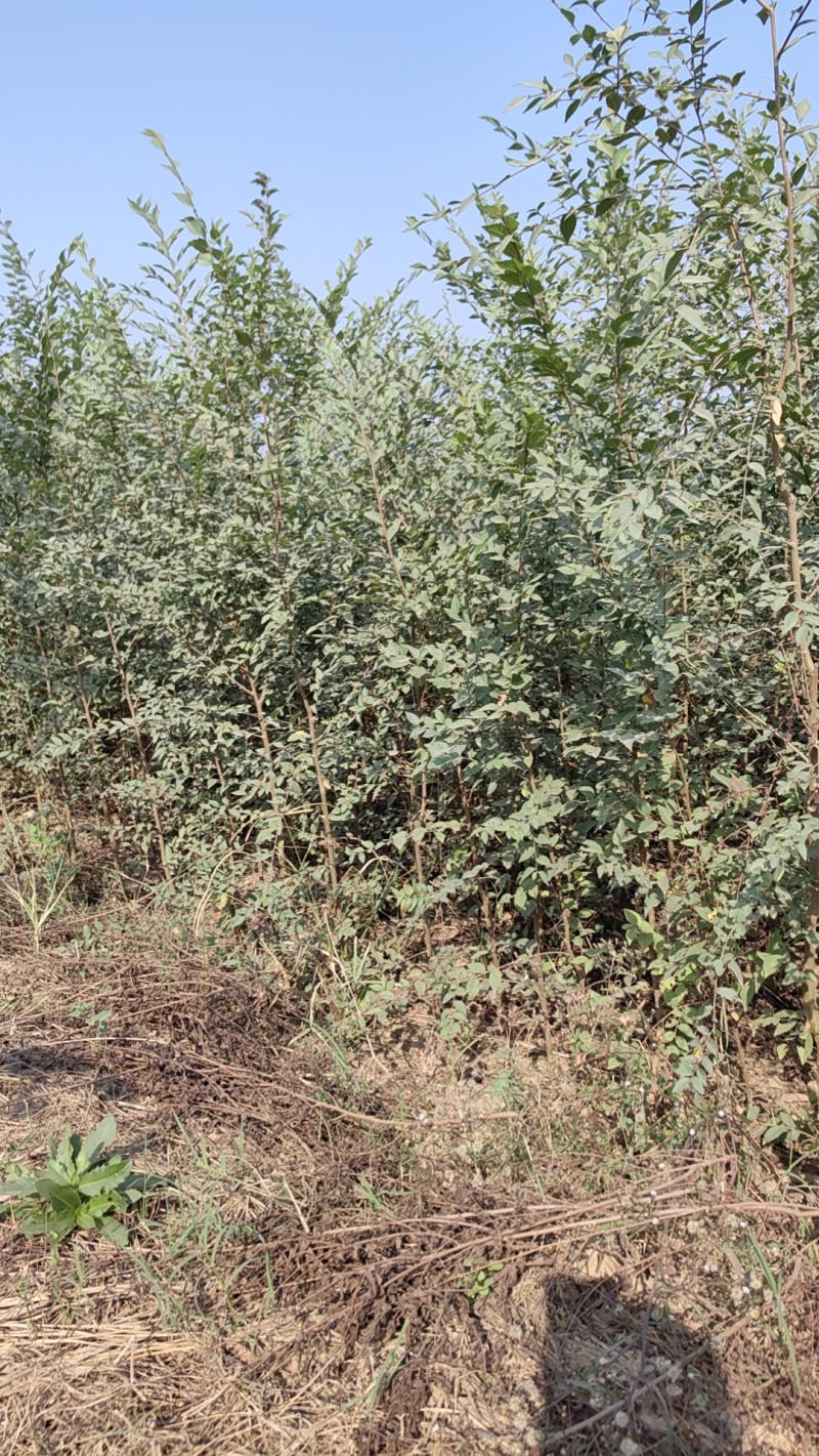 金钱榆树苗，包成活自产自销，死苗补发苗圃直发量大绿化工程