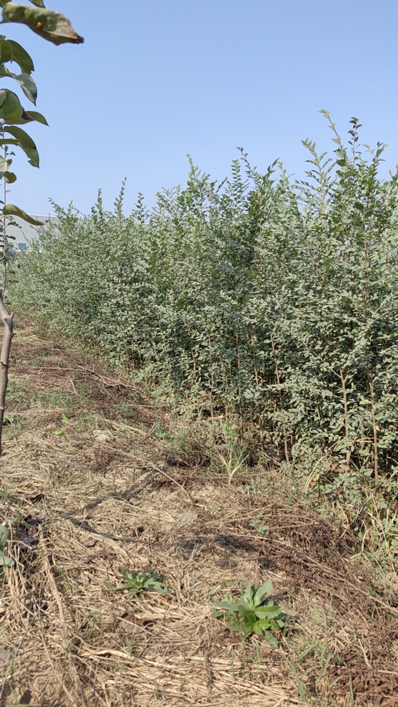 金钱榆树苗，包成活自产自销，死苗补发苗圃直发量大绿化工程