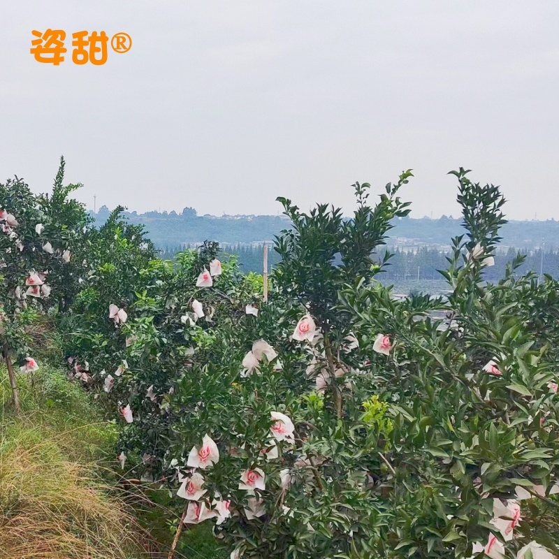 10斤包邮爱媛38号果冻橙套袋果换装彩袋精品果