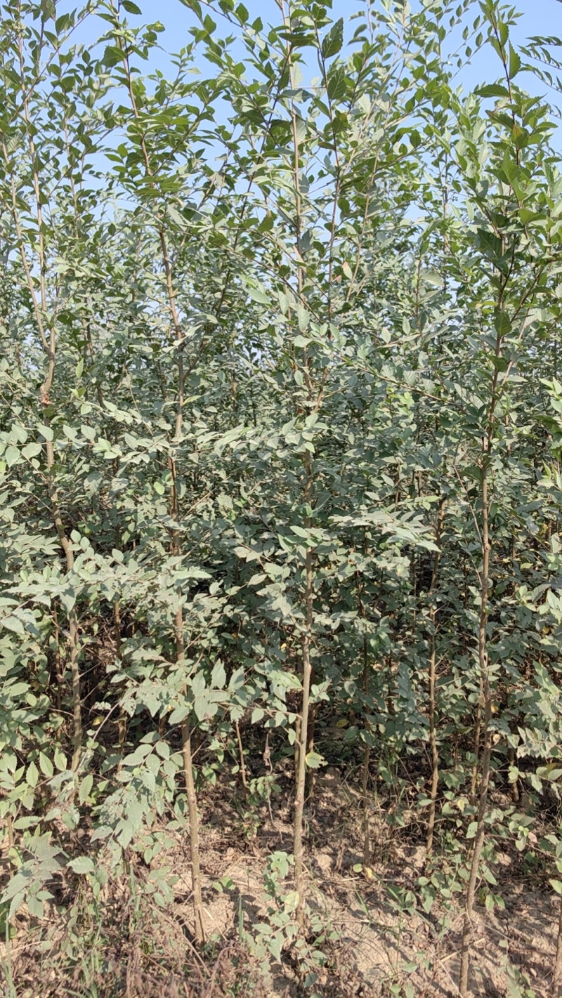 金钱榆树苗，包成活自产自销，死苗补发苗圃直发量大绿化工程