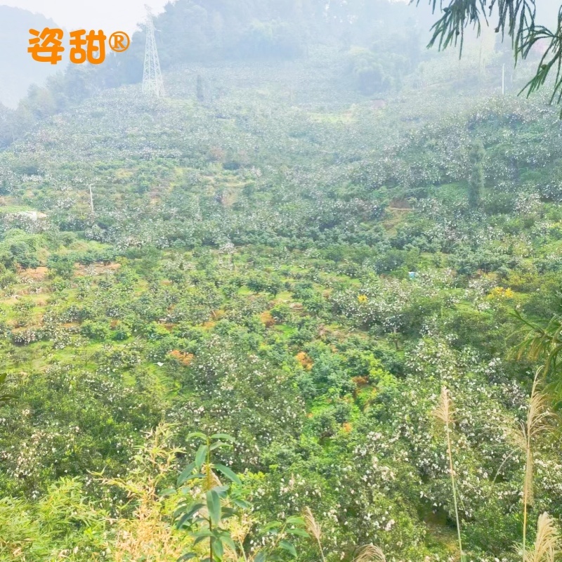 10斤包邮爱媛38号果冻橙套袋果换装彩袋精品果