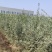 金钱榆树苗，包成活自产自销，死苗补发苗圃直发量大绿化工程