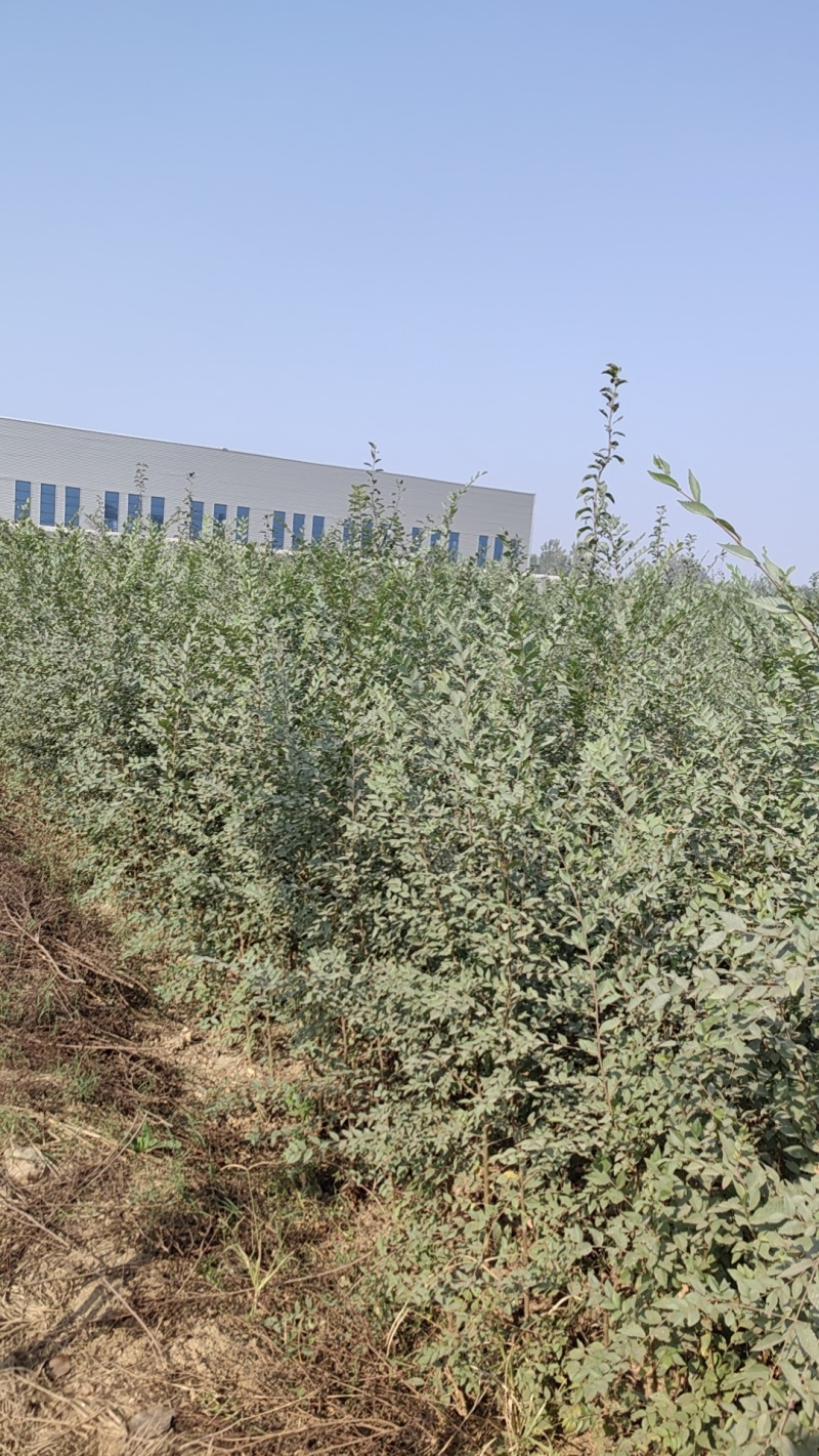金钱榆树苗，包成活自产自销，死苗补发苗圃直发量大绿化工程