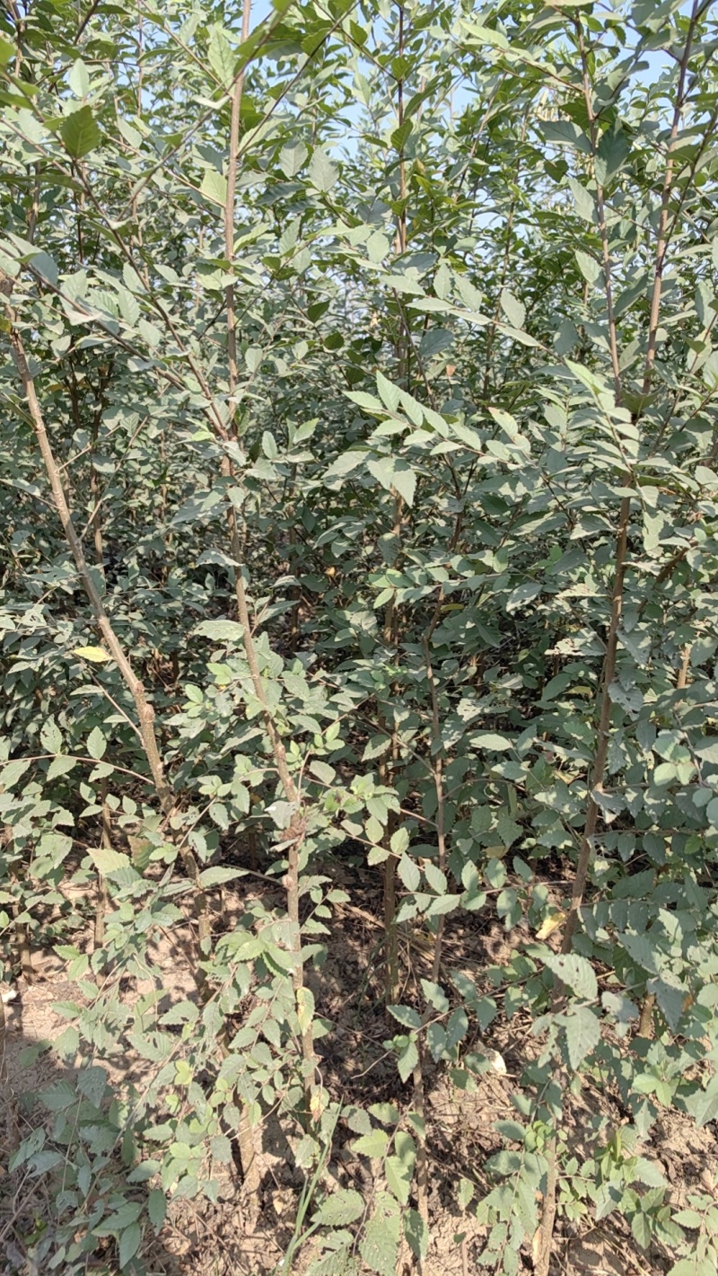 金钱榆树苗，包成活自产自销，死苗补发苗圃直发量大绿化工程