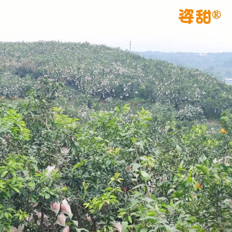 10斤包邮爱媛38号果冻橙套袋果换装彩袋精品果