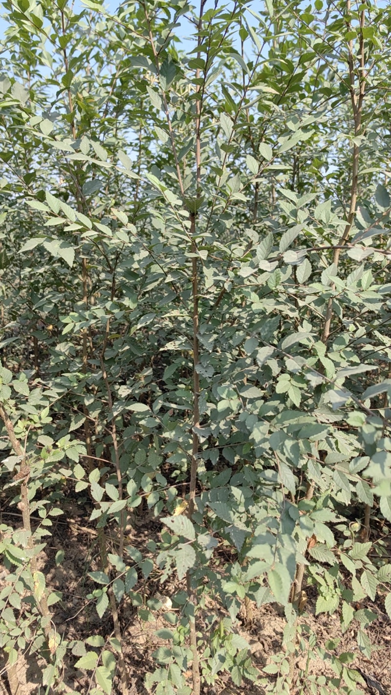 金钱榆树苗，包成活自产自销，死苗补发苗圃直发量大绿化工程