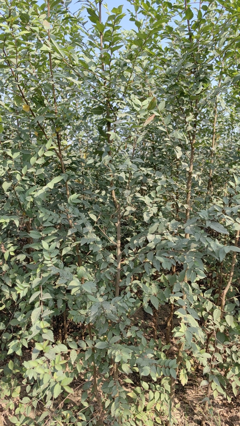 金钱榆树苗，包成活自产自销，死苗补发苗圃直发量大绿化工程