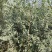 金钱榆树苗，包成活自产自销，死苗补发苗圃直发量大绿化工程