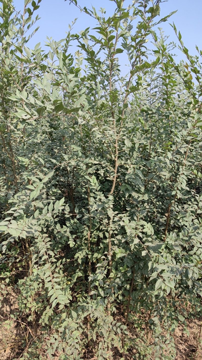 金钱榆树苗，包成活自产自销，死苗补发苗圃直发量大绿化工程