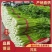 芹菜/精品美国文图拉芹菜/产地直供大量有货，可视频看货