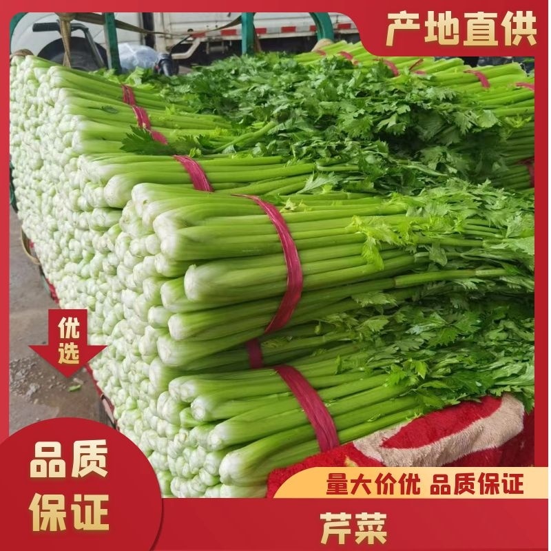 芹菜/精品美国文图拉芹菜/产地直供大量有货，可视频看货