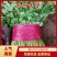 【精品】香菜大叶香菜产地直供欢迎各位老板前来采购