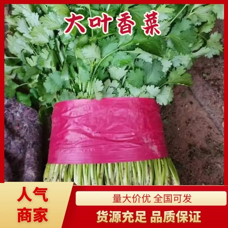 【精品】香菜大叶香菜产地直供欢迎各位老板前来采购