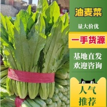 精品油麦菜河北产区大量新鲜供货保质保量价格优惠
