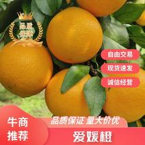 【九月红】爱媛果冻橙纽荷尔脐橙对接商超批发市场