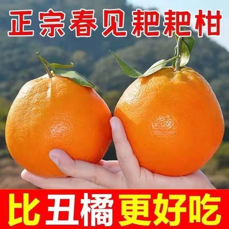 四川春见耙耙柑甘甜爆汁坏烂包赔可视频看货全国发货