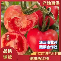 连云港串果西红柿对接超市平台硬粉西红柿现货供应