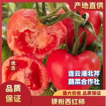 连云港串果西红柿对接超市平台硬粉西红柿现货供应