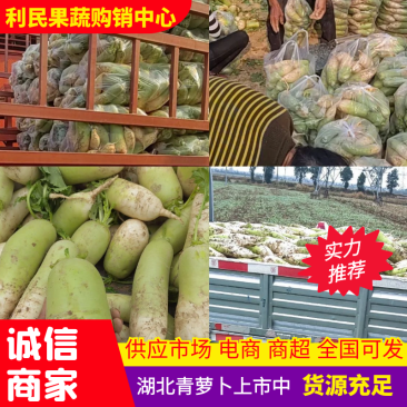 露头青萝卜上市中，电商工厂货养殖货无空心大量供应