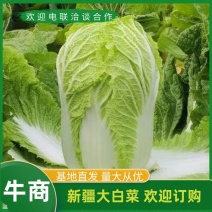 白菜大白菜黄心白菜新疆产地现砍现发量大从优电联