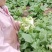 【精选】优质供货电商，四川儿菜，成都简阳，量大价格实惠