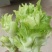 【精选】优质供货电商，四川儿菜，成都简阳，量大价格实惠