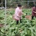 【精选】优质供货电商，四川儿菜，成都简阳，量大价格实惠