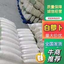 河北省保定市涞水县白萝卜大量供应净毛菜上车按需分拣打包