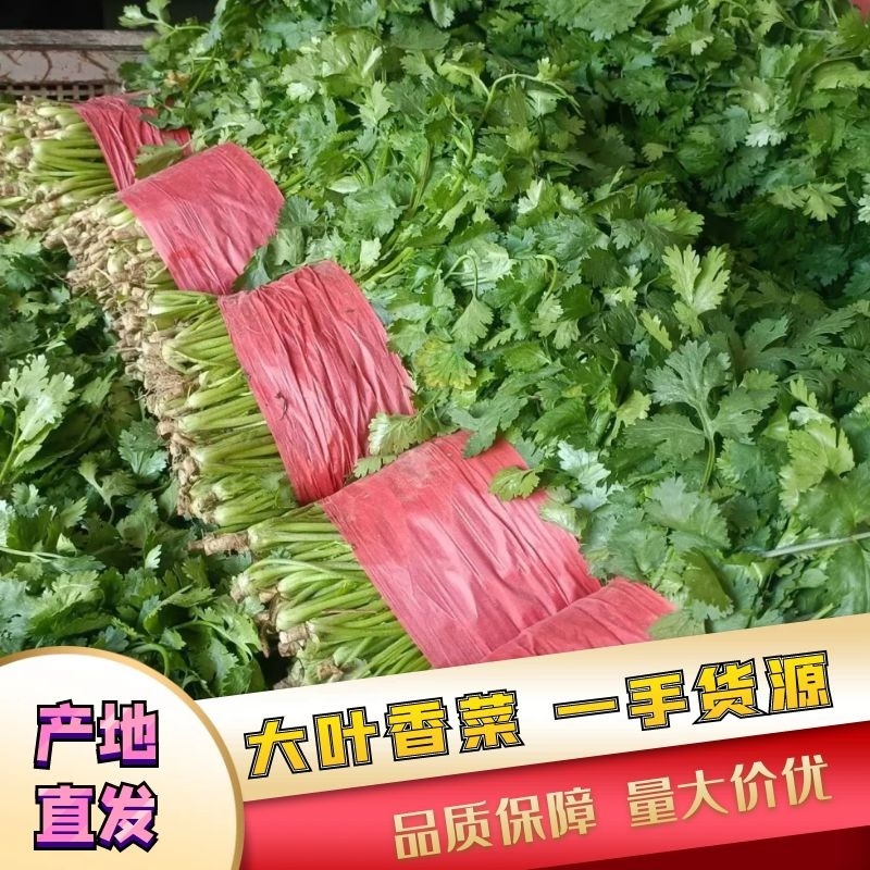 安徽萧县精品香菜一手货源，量大价优可供全国各地市场及电商
