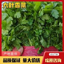 安徽萧县黄口精品大棚香菜己上市了，手工质量好，全国接单
