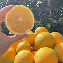 开州黄心脐橙新鲜采摘品质保证一件欢迎采购