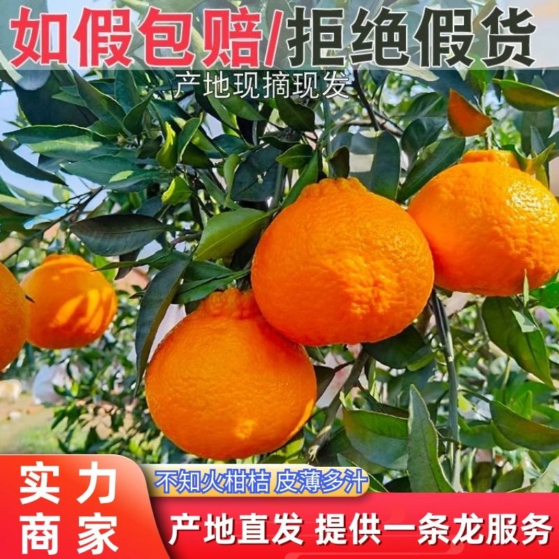 【不知火柑桔】湖北假丑橘大量供应皮薄多汁量大从优