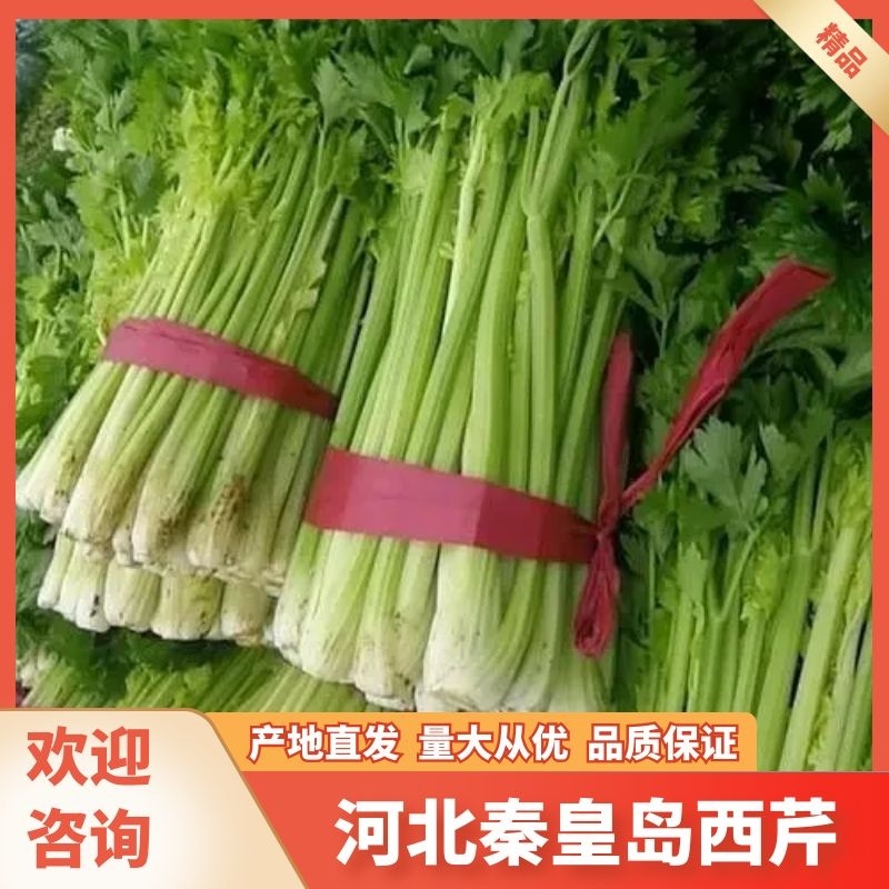 西芹【精品】芹菜万亩产地直发，品质保证，欢迎电联选购