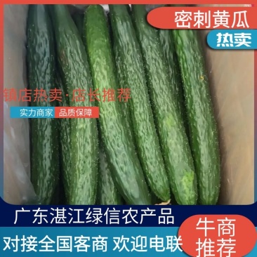 广东精品密刺黄瓜大量上市颜色好瓜条直货量足