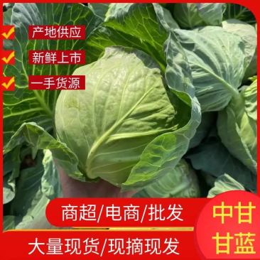 中甘甘蓝包菜大量有货对接市场电商超市欢迎来电
