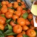 红橘开州红桔大量上市中现货采摘口感好万亩果园人气商家