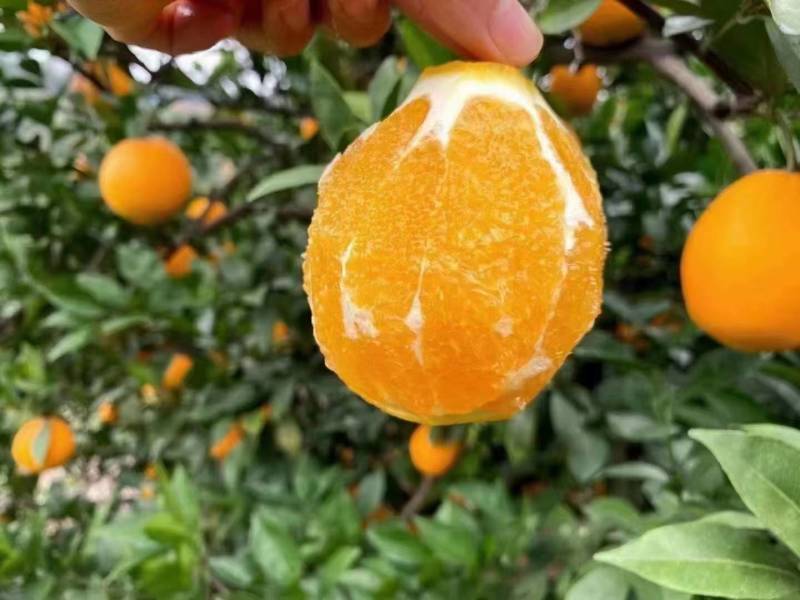 重庆脐橙开州脐橙精品橙子货源充足口感细腻物美价廉