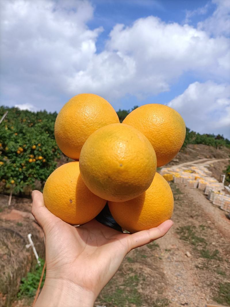 重庆脐橙开州脐橙精品橙子货源充足口感细腻物美价廉